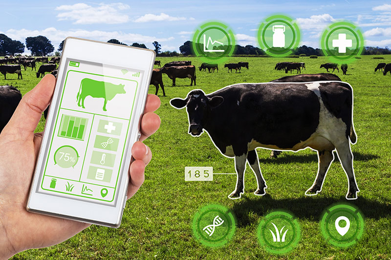 Livestock Management